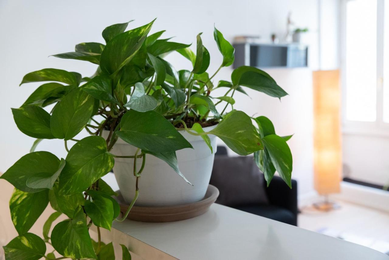 Duomo Flat Apartment Тренто Екстериор снимка